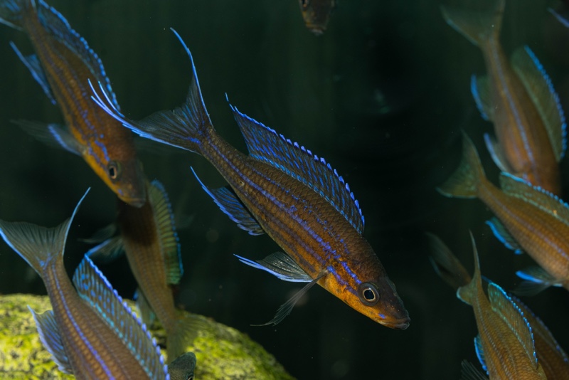 Paracyprichromis nigripinnis 'Kantalamba'